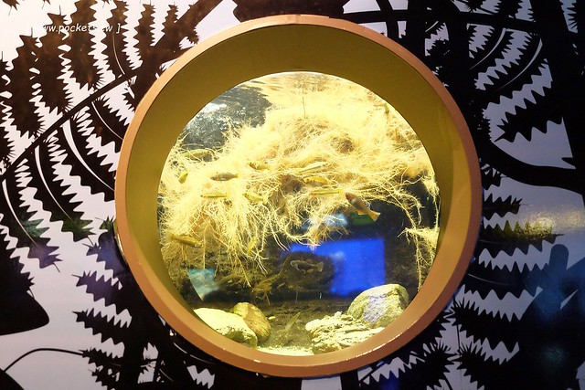 日本沖繩｜美麗海水族館｜絢麗多彩的沖繩之謎，嘆為觀止的黑潮之海，非常療癒的海底動物，親子旅遊推薦景點 @飛天璇的口袋