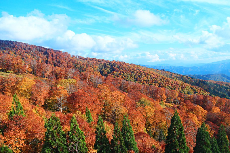 日本秋田｜森吉山阿仁滑雪場．一年四季有不同的美景，秋天楓紅盛況和交通方式 @飛天璇的口袋