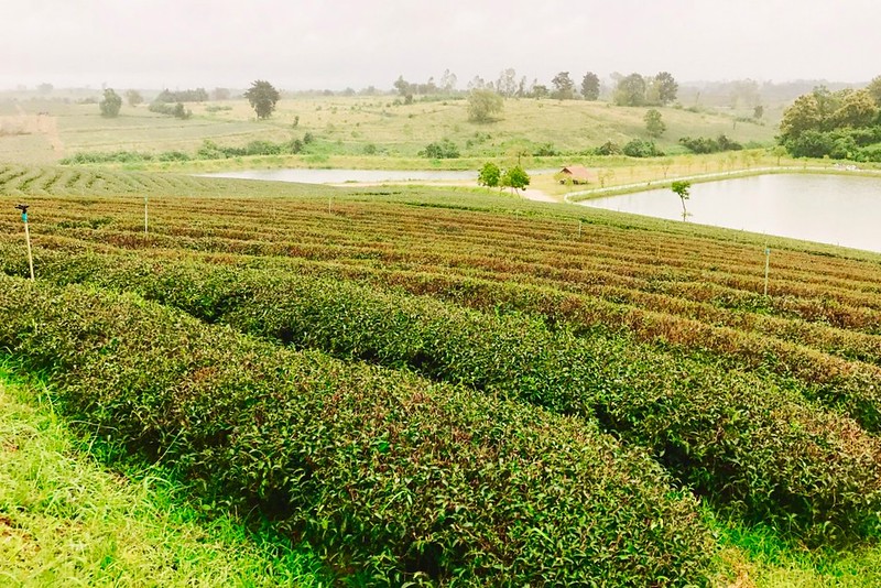 泰國清萊｜翠峰茶園 Chui Fong Tea Farm｜泰緬邊境最大的茶園，IG打卡超熱門景點，每日現做抹茶蛋糕必吃 @飛天璇的口袋