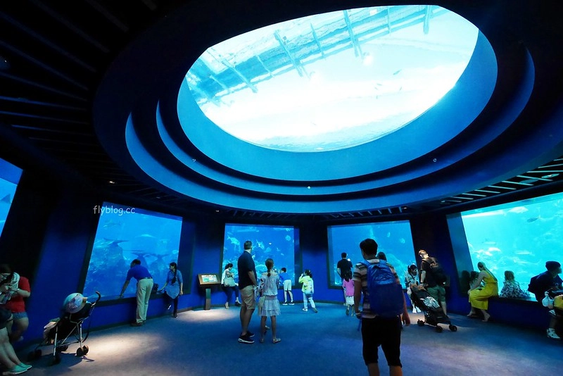 S.E.A海洋館┃新加坡旅遊：新加坡必玩的親子旅遊景點，全世界最大的水族館，超過800種海底生物超療癒 @飛天璇的口袋