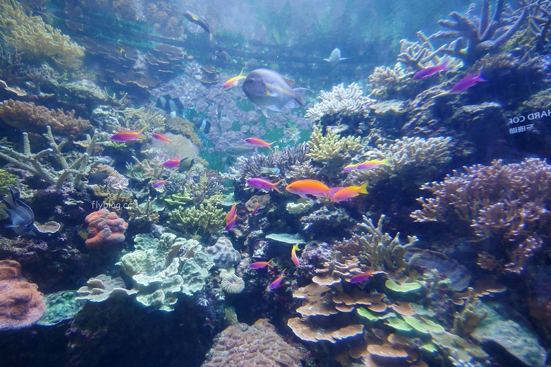 S.E.A海洋館┃新加坡旅遊：新加坡必玩的親子旅遊景點，全世界最大的水族館，超過800種海底生物超療癒 @飛天璇的口袋