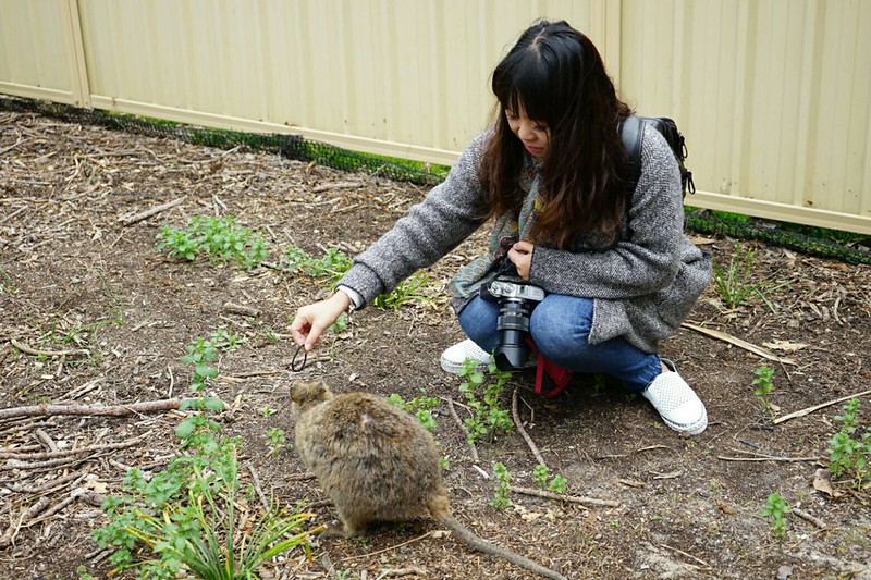 澳洲珀斯｜Rottnest Island 羅特尼斯島，西澳最受觀迎的渡假島嶼，世界最快樂的動物Quokka @飛天璇的口袋