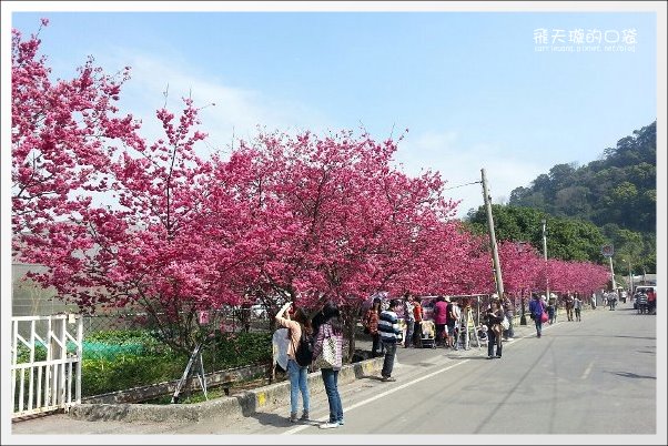 【台中旅遊景點】后理泰安派出所．2013櫻花季。分享最新花況~ @飛天璇的口袋