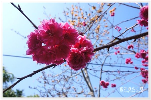 【台中旅遊景點】后理泰安派出所．2013櫻花季。分享最新花況~ @飛天璇的口袋