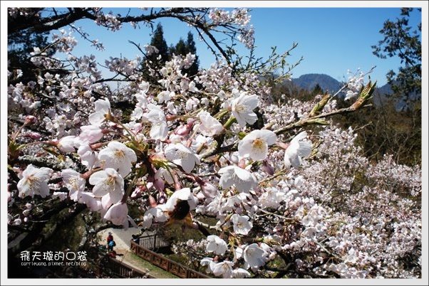 【嘉義】2013阿里山櫻花季(3/15~4/15)。分享3/9最新花況，吉野櫻の櫻王已經開了哦！ @飛天璇的口袋