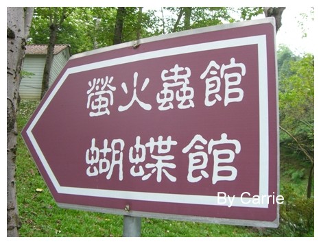 【台中旅遊】2009東勢林場油桐花季 @飛天璇的口袋