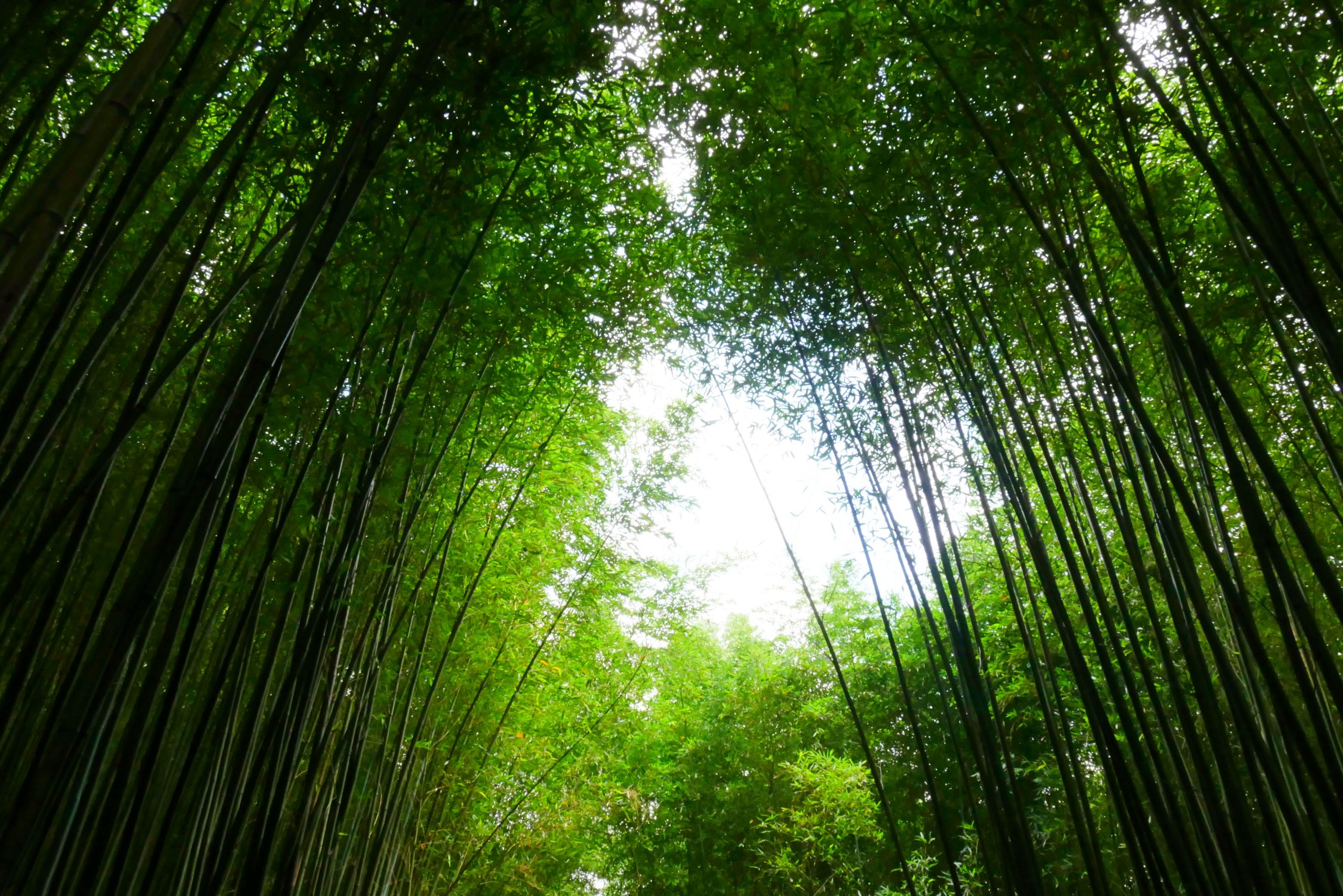 苗栗泰安烏嘎彥竹林秘境:台版京都嵐山竹林,IG網美拍照熱門景點 – 飛天璇的口袋
