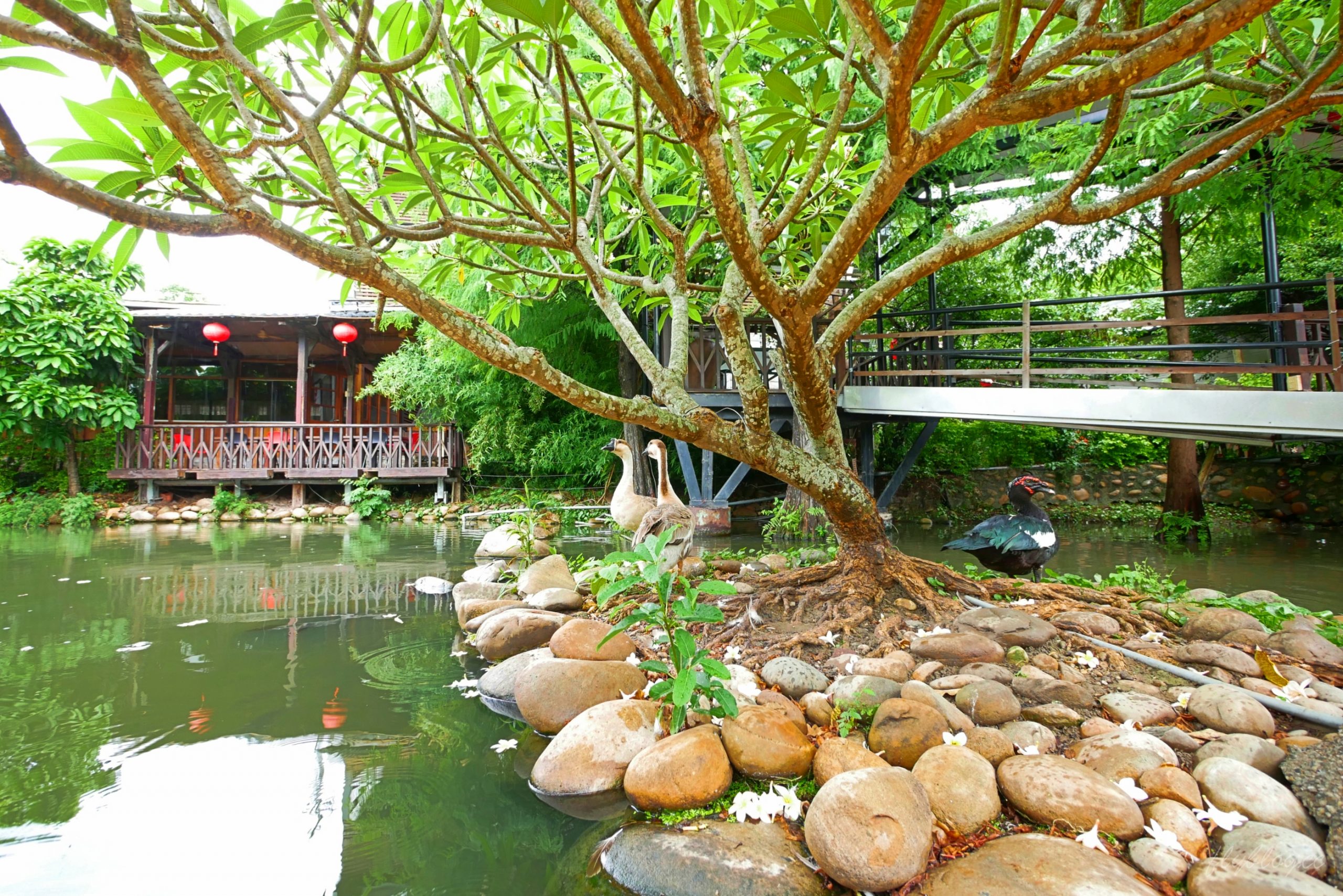 人間食解：庭園水池生態景觀餐廳，復古味十足的自然環境 @飛天璇的口袋