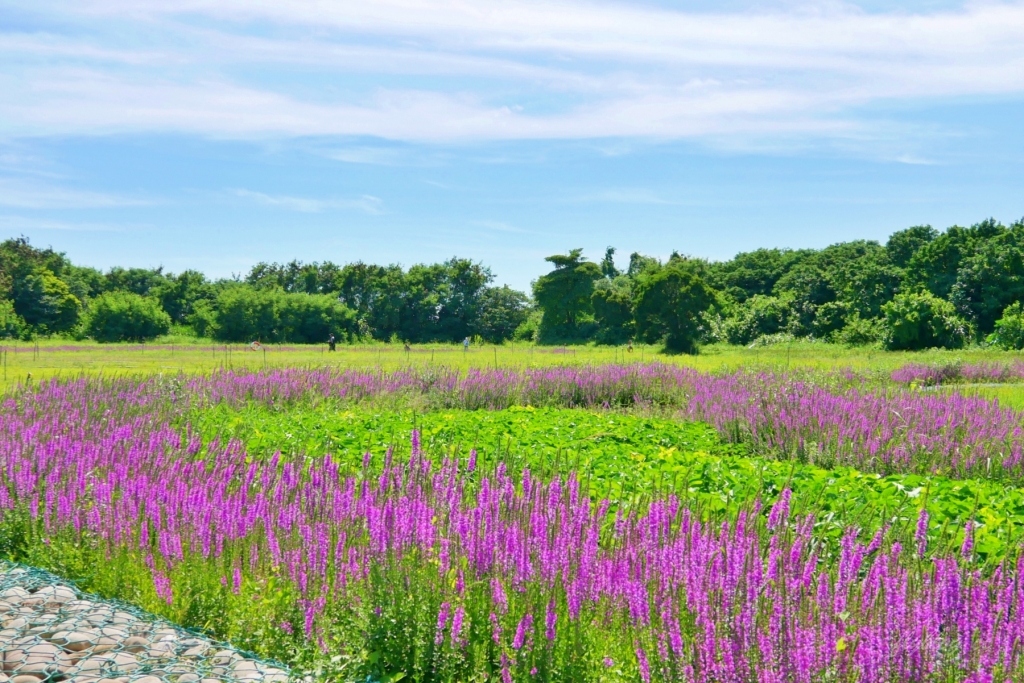 嘉義六腳｜蒜頭生態公園：超美紫色千屈菜花海，IG最新熱門打卡景點 @飛天璇的口袋