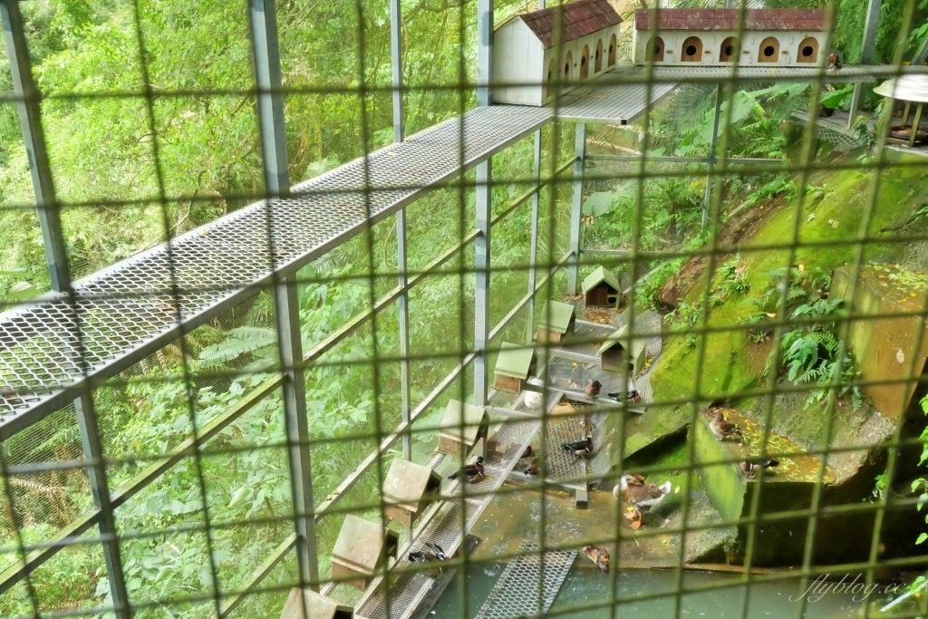 蘇維拉莊園｜蘑菇精靈樹屋、75公尺長森林溜滑梯、瀑布雨林咖啡屋 @飛天璇的口袋