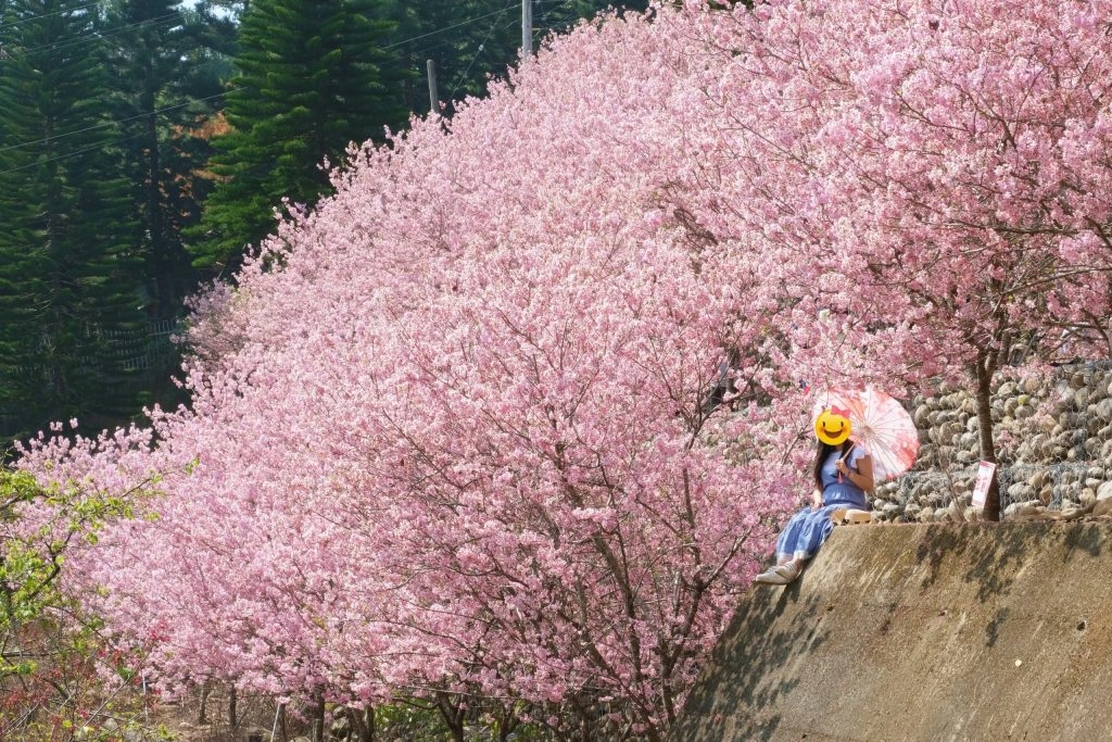 【台中新社】櫻花鳥森林~整片粉嫩香水櫻盛開中，可以租日式和服體驗，門票抵折園區消費 @飛天璇的口袋