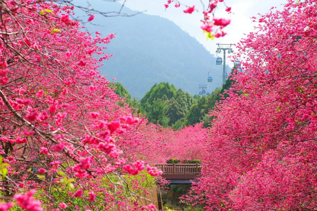 雅聞七里香玫瑰森林｜免門票，全台最大玫瑰森林，坐擁浪漫自然景觀 @飛天璇的口袋