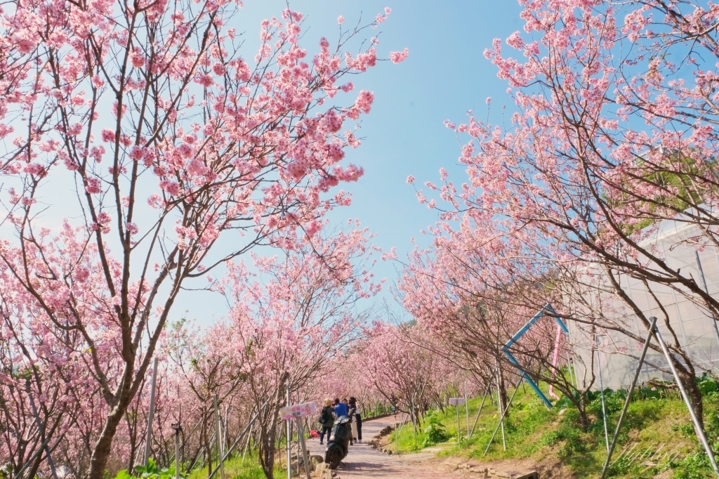【台中新社】櫻花鳥森林~整片粉嫩香水櫻盛開中，可以租日式和服體驗，門票抵折園區消費 @飛天璇的口袋