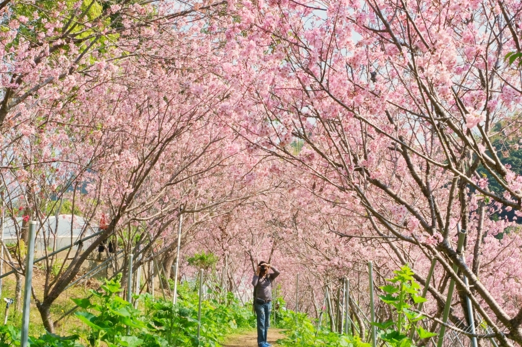 台中新社｜櫻花鳥森林．整片粉嫩香水櫻盛開中，可以租日式和服體驗 @飛天璇的口袋