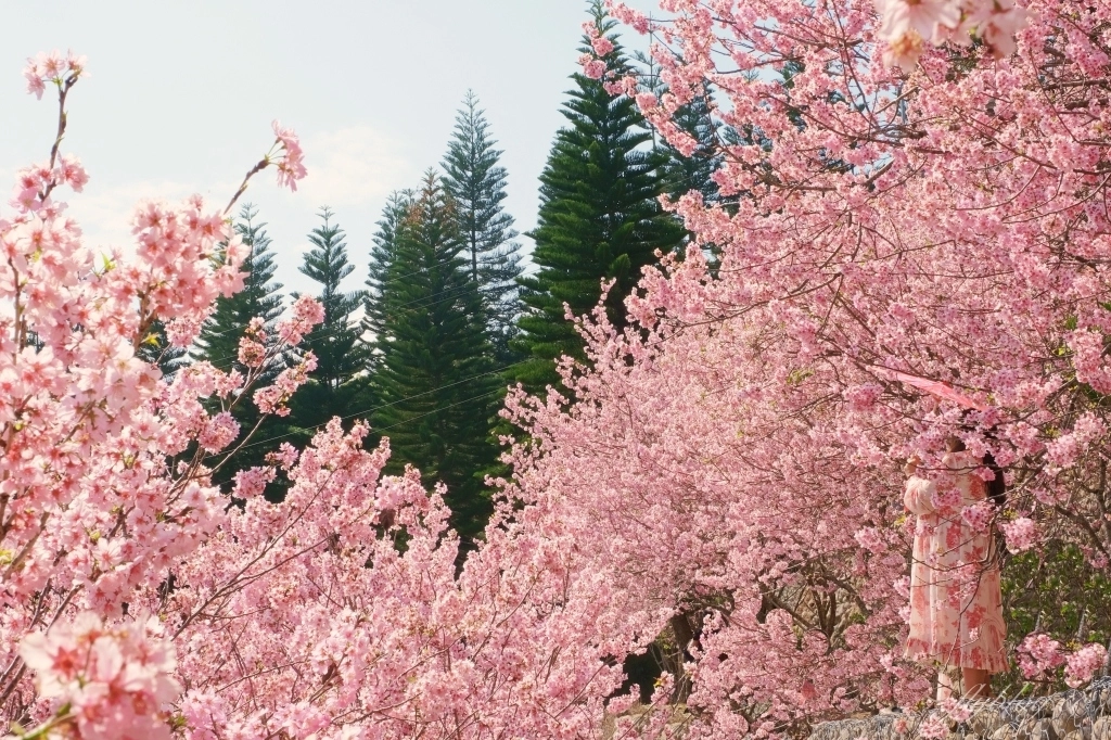 【台中新社】2021櫻花鳥森林：整片粉嫩香水櫻盛開中，可以租日式和服體驗，門票抵折園區消費 @飛天璇的口袋