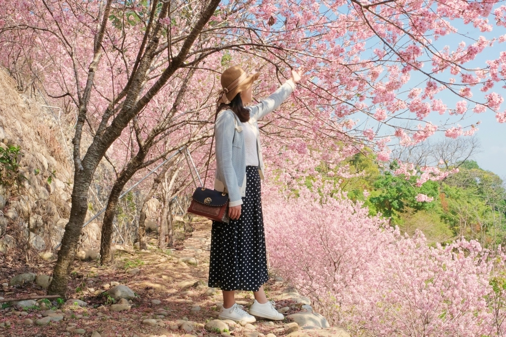 櫻花鳥森林｜整片粉嫩香水櫻盛開中，可以租日式和服體驗，門票抵折園區消費 @飛天璇的口袋
