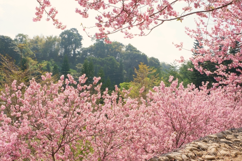 【台中新社】2021櫻花鳥森林：整片粉嫩香水櫻盛開中，可以租日式和服體驗，門票抵折園區消費 @飛天璇的口袋