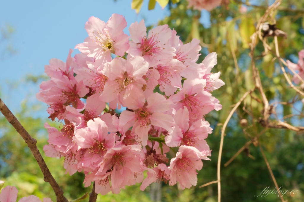 台中新社｜櫻花鳥森林．整片粉嫩香水櫻盛開中，可以租日式和服體驗 @飛天璇的口袋