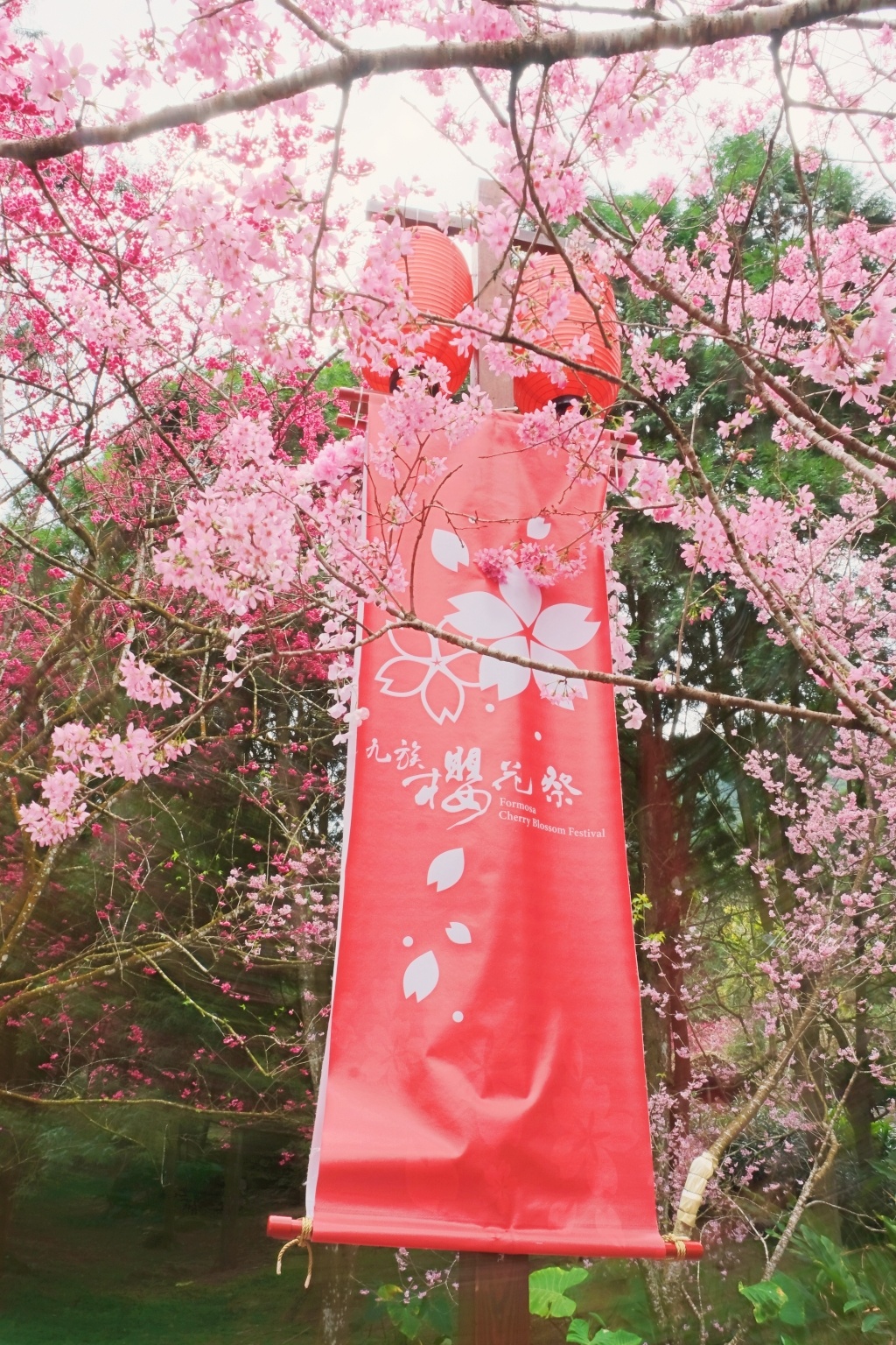 南投魚池｜九族文化村櫻花祭．唯一日本認證海外賞櫻名所，5000多株櫻花樹盛開中 @飛天璇的口袋