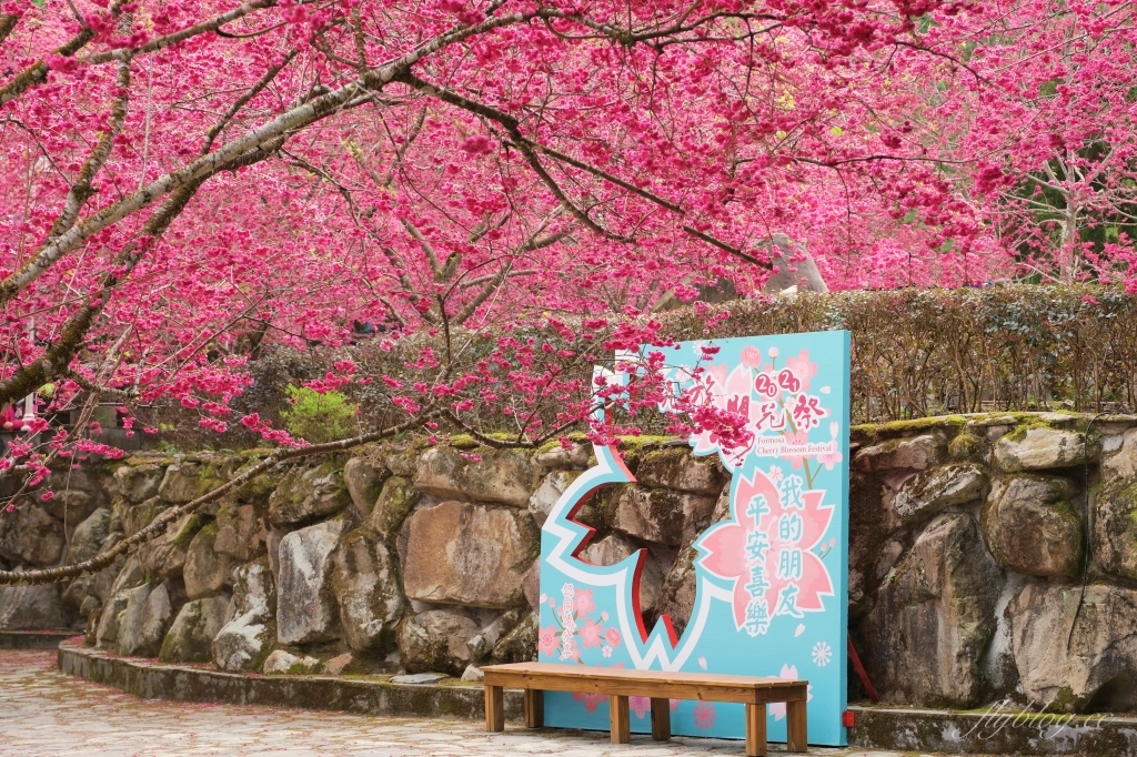 【南投魚池】2022九族文化村櫻花祭，唯一日本認證海外賞櫻名所，5000多株櫻花樹盛開中 @飛天璇的口袋