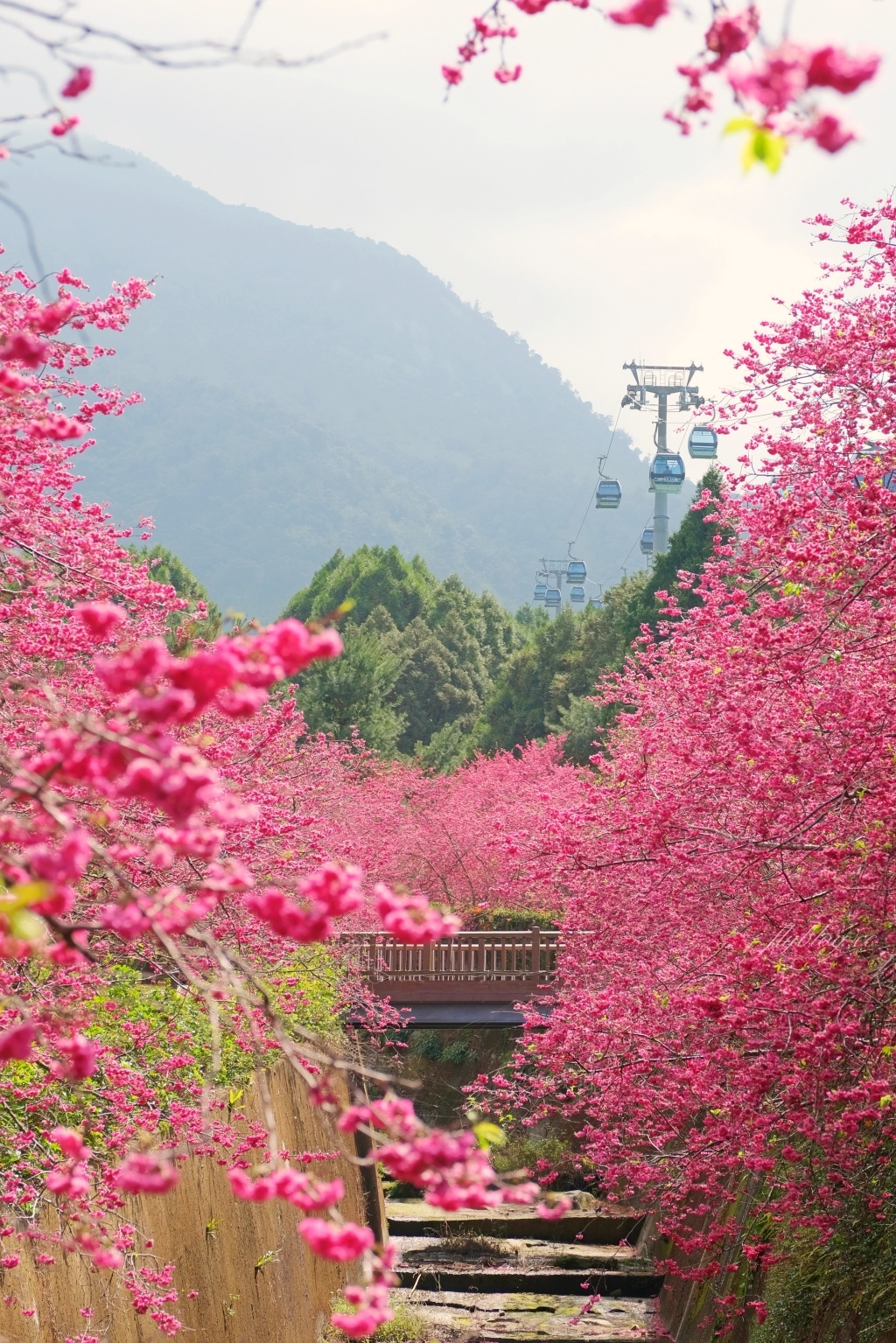 南投魚池 22九族文化村櫻花祭 唯一日本認證海外賞櫻名所 5000多株櫻花樹盛開中 飛天璇的口袋