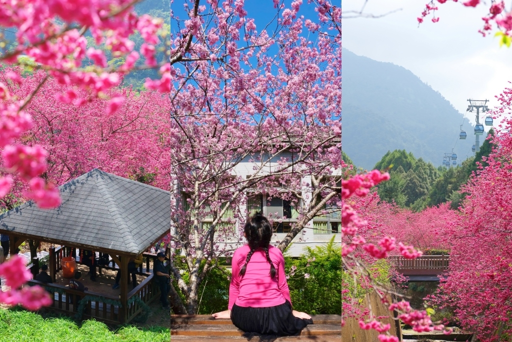 【台灣旅遊】2021櫻花季：中部10個賞櫻盛地花況，228連假櫻花追起來 @飛天璇的口袋
