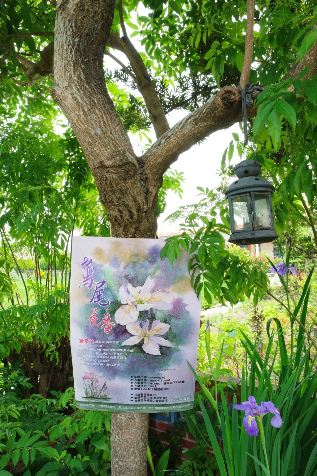 【彰化田尾】彰化田尾鳶尾花季~彰化田尾「旅人小屋舒宿」，浪漫唯美的鳶尾花秘境 @飛天璇的口袋