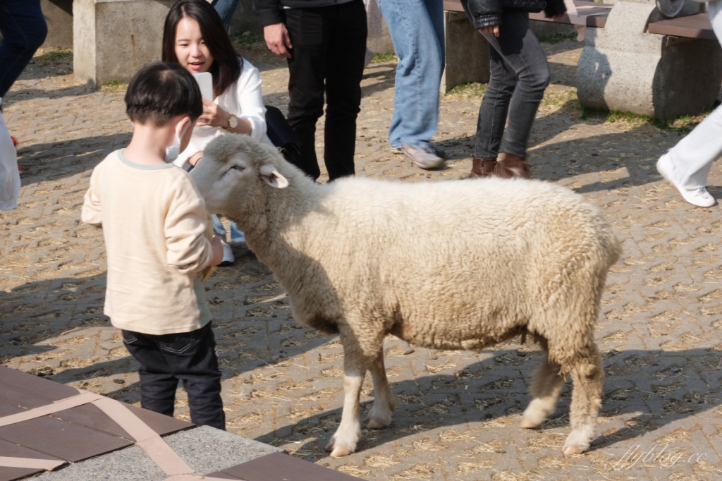 【南投仁愛】清境農場，在台灣也可以這麼貼近紐西蘭，還有超療癒的綿羊秀 @飛天璇的口袋