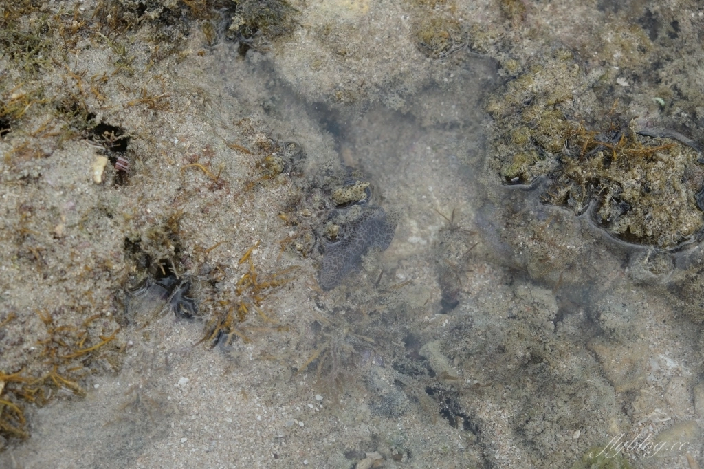 後壁湖潮間帶｜富有豐富生態的墾丁秘境，認識海洋小生物最好的地點 @飛天璇的口袋