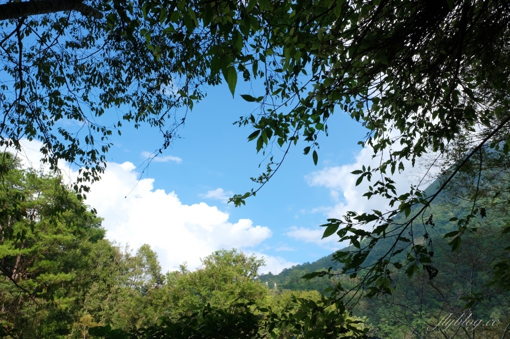【台中和平】八仙山國家森林遊樂區~群山環繞景色優美「八仙山」，輕鬆好走的森林步道 @飛天璇的口袋