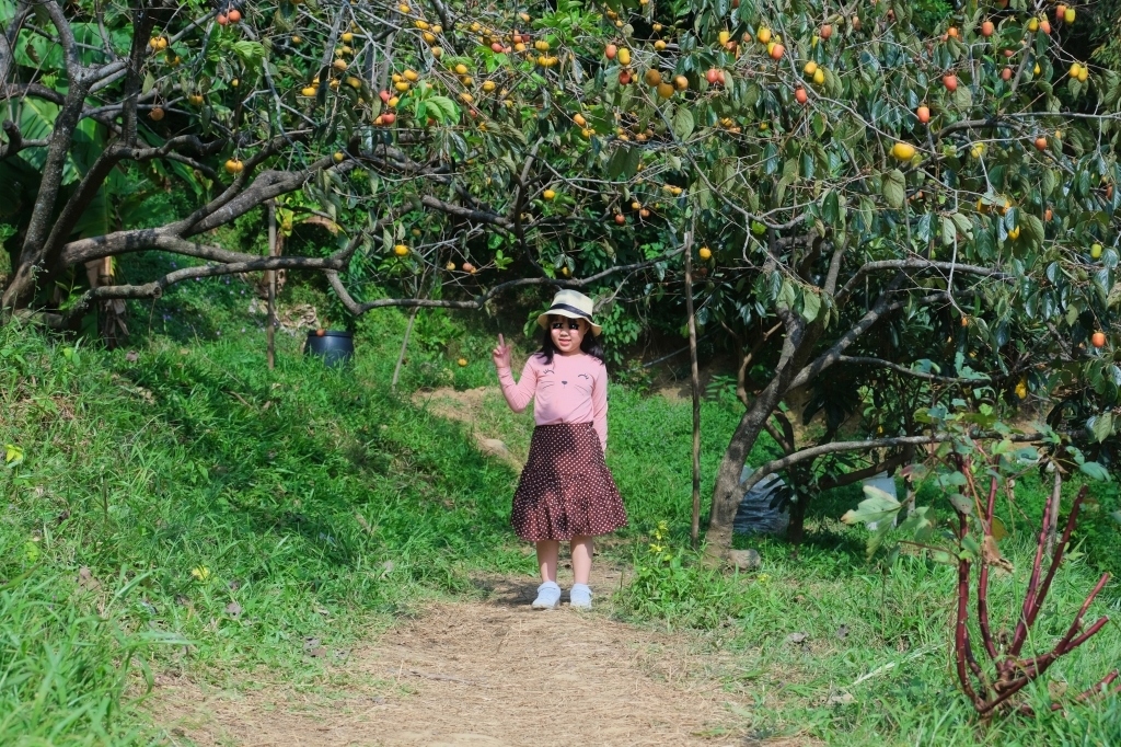 新竹新埔｜味衛佳柿餅教育農園．秋天限定的三合院曬柿子，療癒又好拍的金色浪漫 @飛天璇的口袋