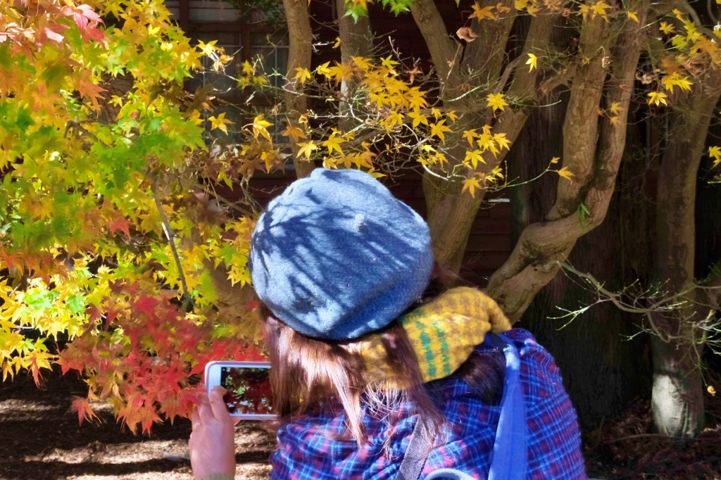 台中和平｜福壽山農場一日遊．櫻花、楓葉、蜜蘋果，一年四季不同的美麗 @飛天璇的口袋