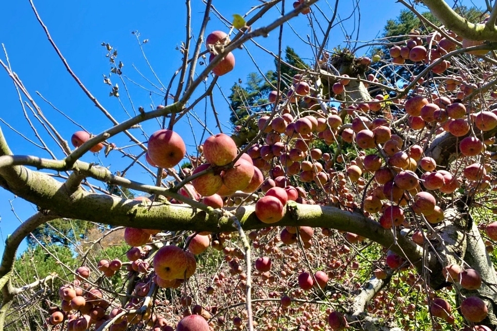福壽山農場一日遊｜遠得要命的福壽山農場，櫻花、楓葉、蜜蘋果，一年四季不同的美麗 @飛天璇的口袋