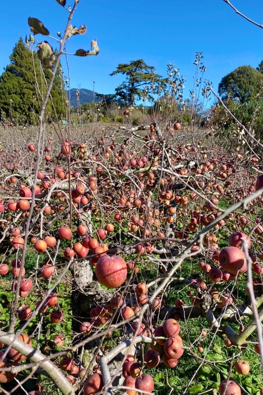 台中和平｜福壽山農場一日遊．櫻花、楓葉、蜜蘋果，一年四季不同的美麗 @飛天璇的口袋