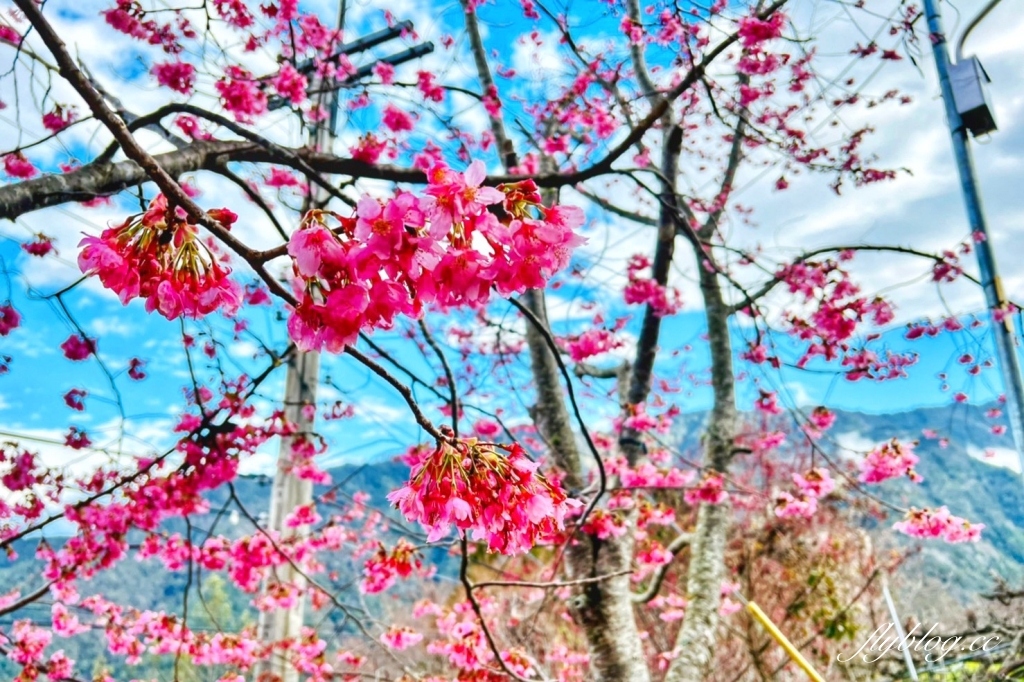 新竹尖石｜財伯觀光果園，櫻花季進入盛開期，新竹尖石免費賞櫻景點，前往司馬庫斯必經之路 @飛天璇的口袋