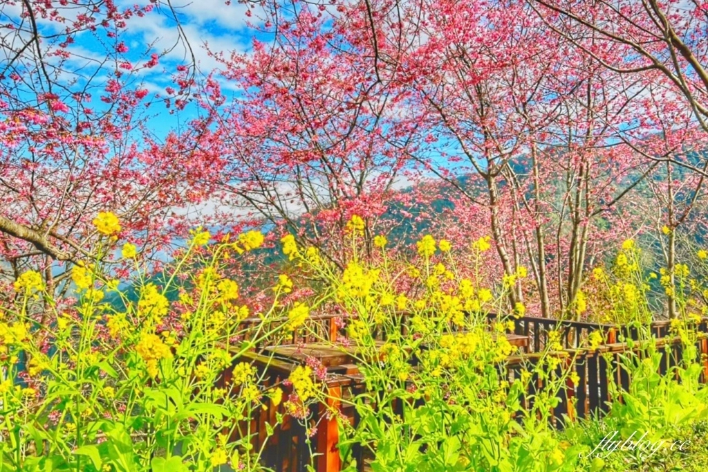 新竹尖石｜財伯觀光果園，櫻花季進入盛開期，新竹尖石免費賞櫻景點，前往司馬庫斯必經之路 @飛天璇的口袋