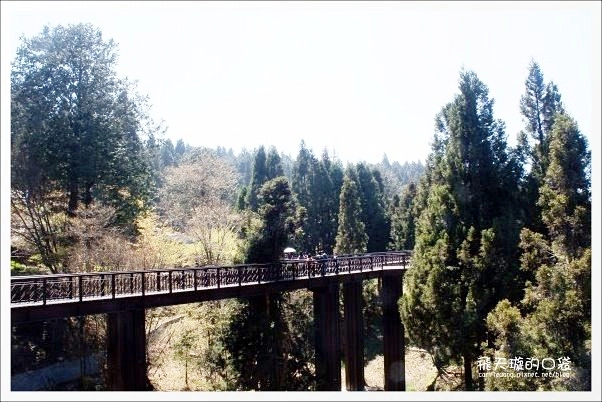阿里山森林遊樂區｜嘉義阿里山一日遊，搭阿里山小火車、走森林步道、欣賞櫻花 @飛天璇的口袋