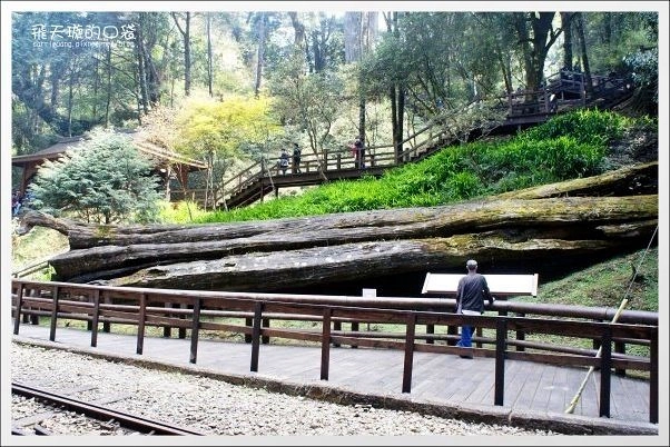 阿里山森林遊樂區｜嘉義阿里山一日遊，搭阿里山小火車、走森林步道、欣賞櫻花 @飛天璇的口袋