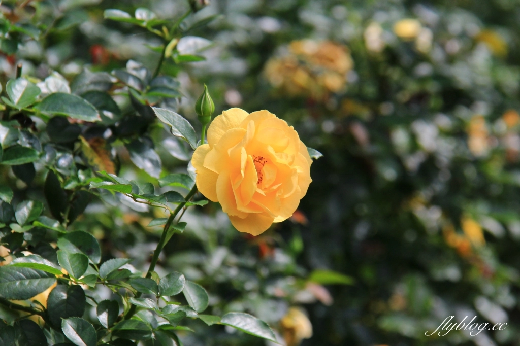 苗栗頭屋｜雅聞七里香玫瑰森林．免費參觀，全台最大玫瑰花園 @飛天璇的口袋