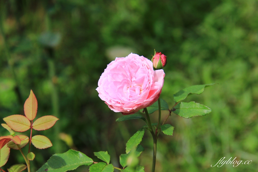 苗栗頭屋｜雅聞七里香玫瑰森林．免費參觀，全台最大玫瑰花園 @飛天璇的口袋