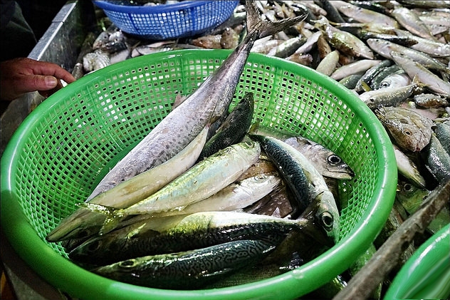 新竹香山｜明發定置漁場，現補新鮮漁獲拍賣現場，完全感受搶魚的樂趣 @飛天璇的口袋