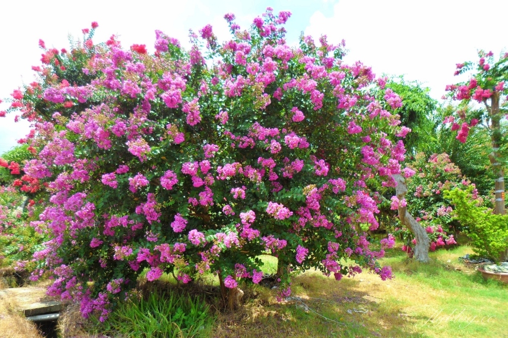 苗栗苑裡紫薇花園｜仙氣爆棚的粉色紫薇花海，400棵花樹盛開中免費拍美照 @飛天璇的口袋