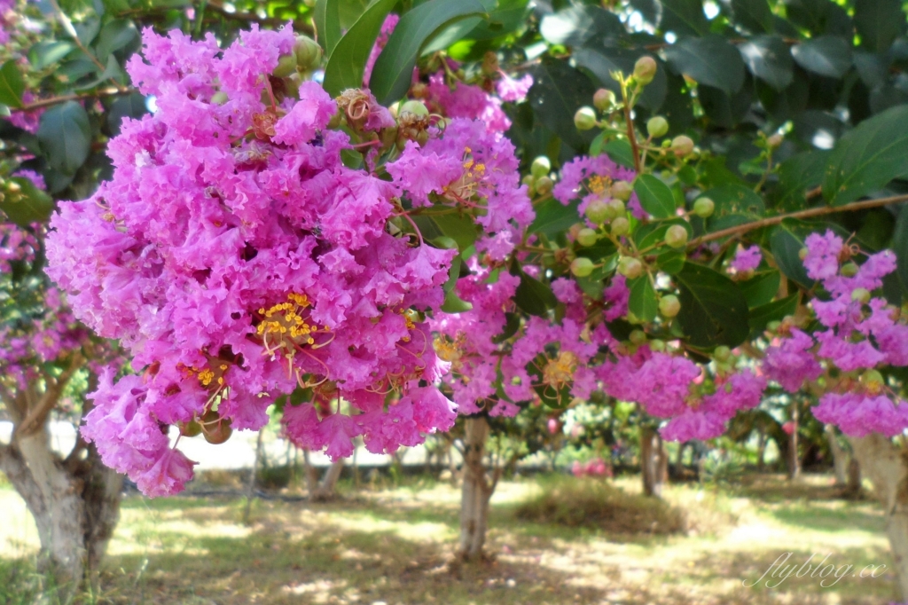苗栗苑裡紫薇花園｜仙氣爆棚的粉色紫薇花海，400棵花樹盛開中免費拍美照 @飛天璇的口袋