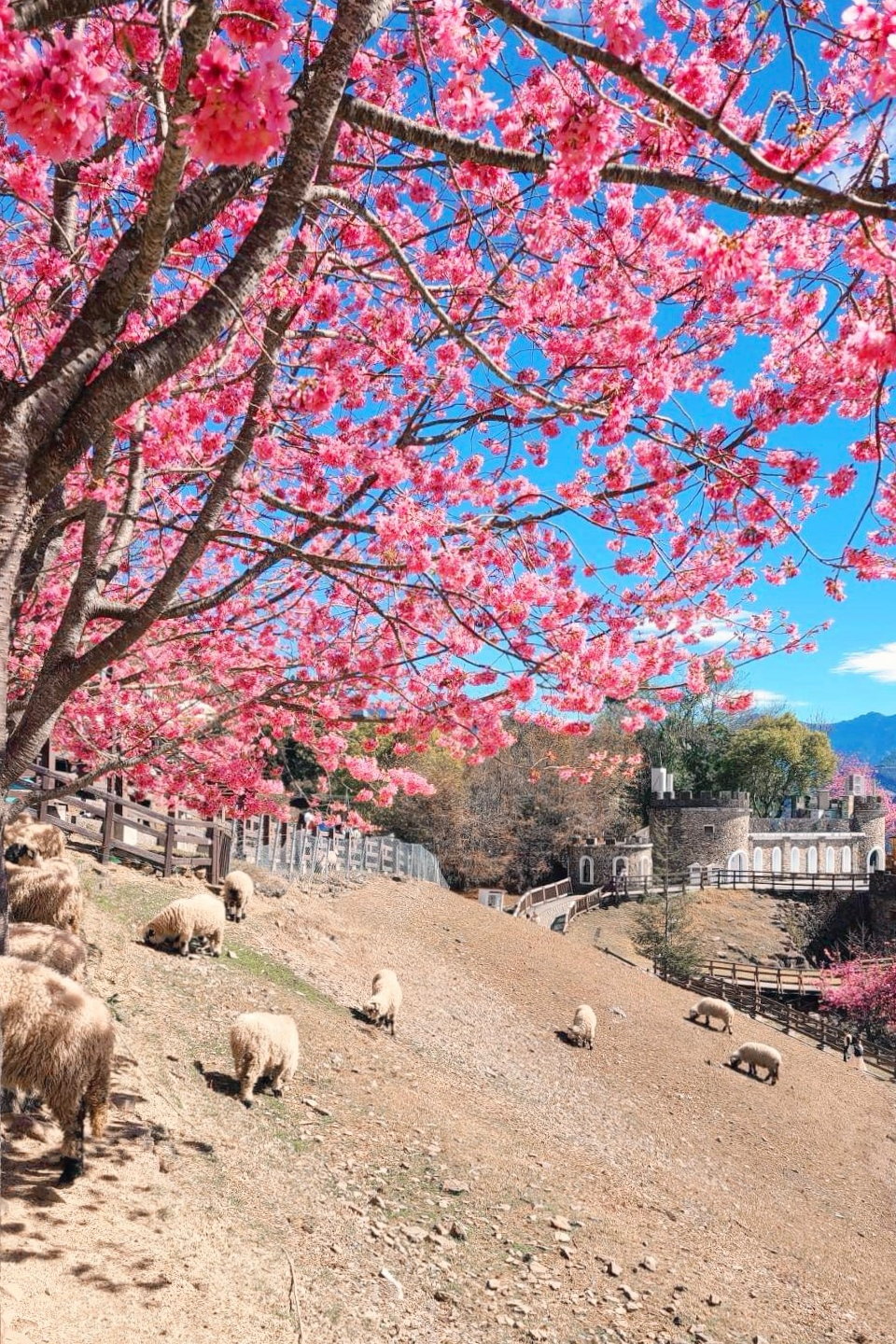 南投仁愛｜清境農場．在台灣看到紐西蘭綿羊秀，2024櫻花盛開中 @飛天璇的口袋