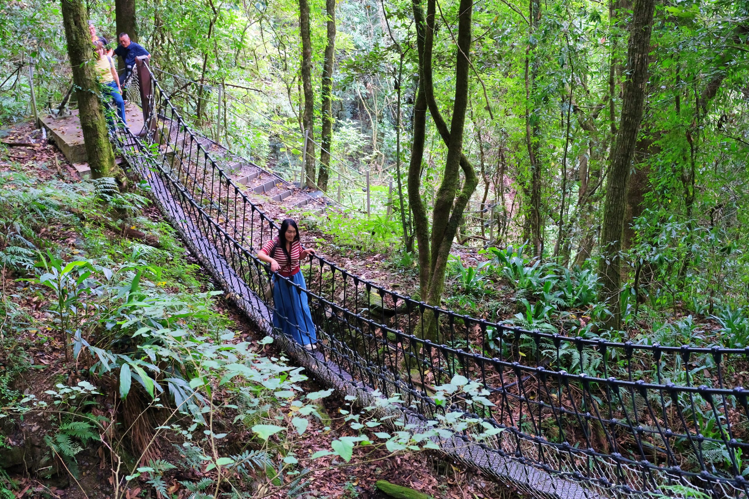 希利克步道｜梨山賓館後方的幽靜步道，全長600公尺兩座纜繩吊橋森林探索 @飛天璇的口袋