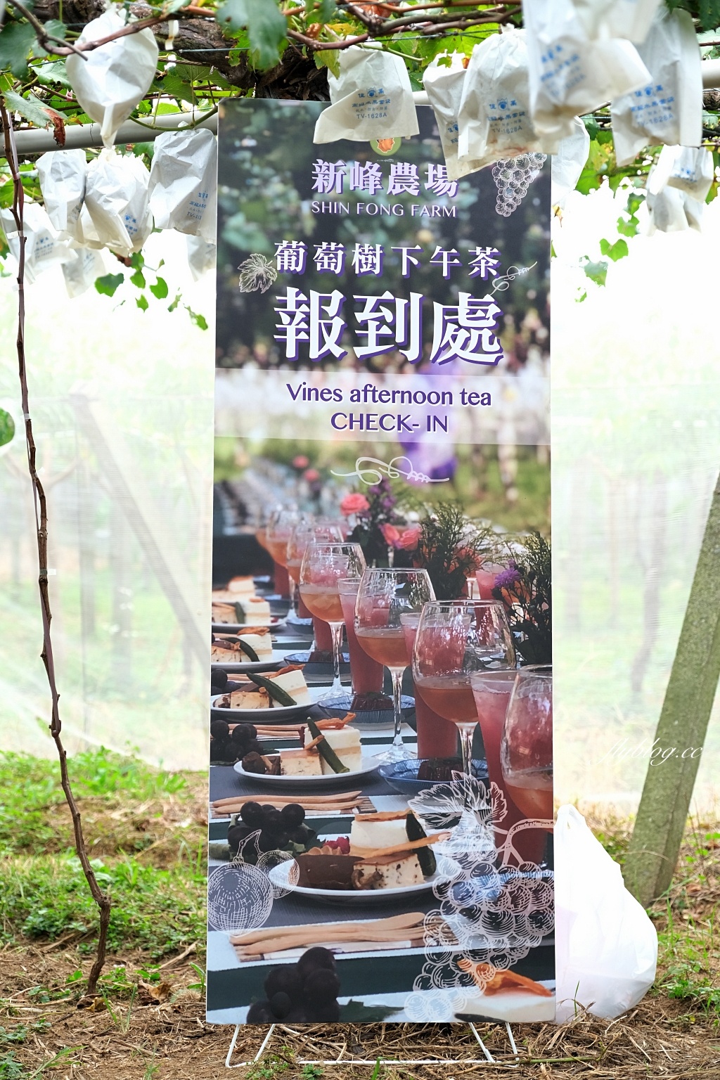 新峰農場｜新社葡萄園下的浪漫下午茶，享受採果體驗和特色戶外教室 @飛天璇的口袋