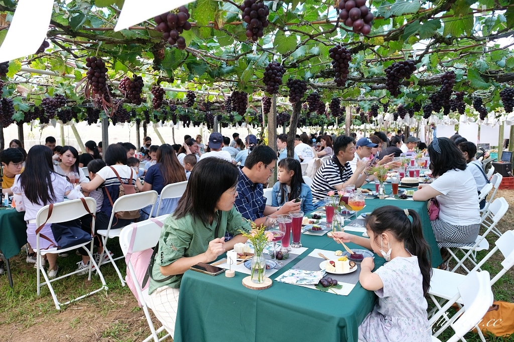 台中新社｜新峰農場．葡萄園的浪漫下午茶，採果體驗和戶外教室 @飛天璇的口袋