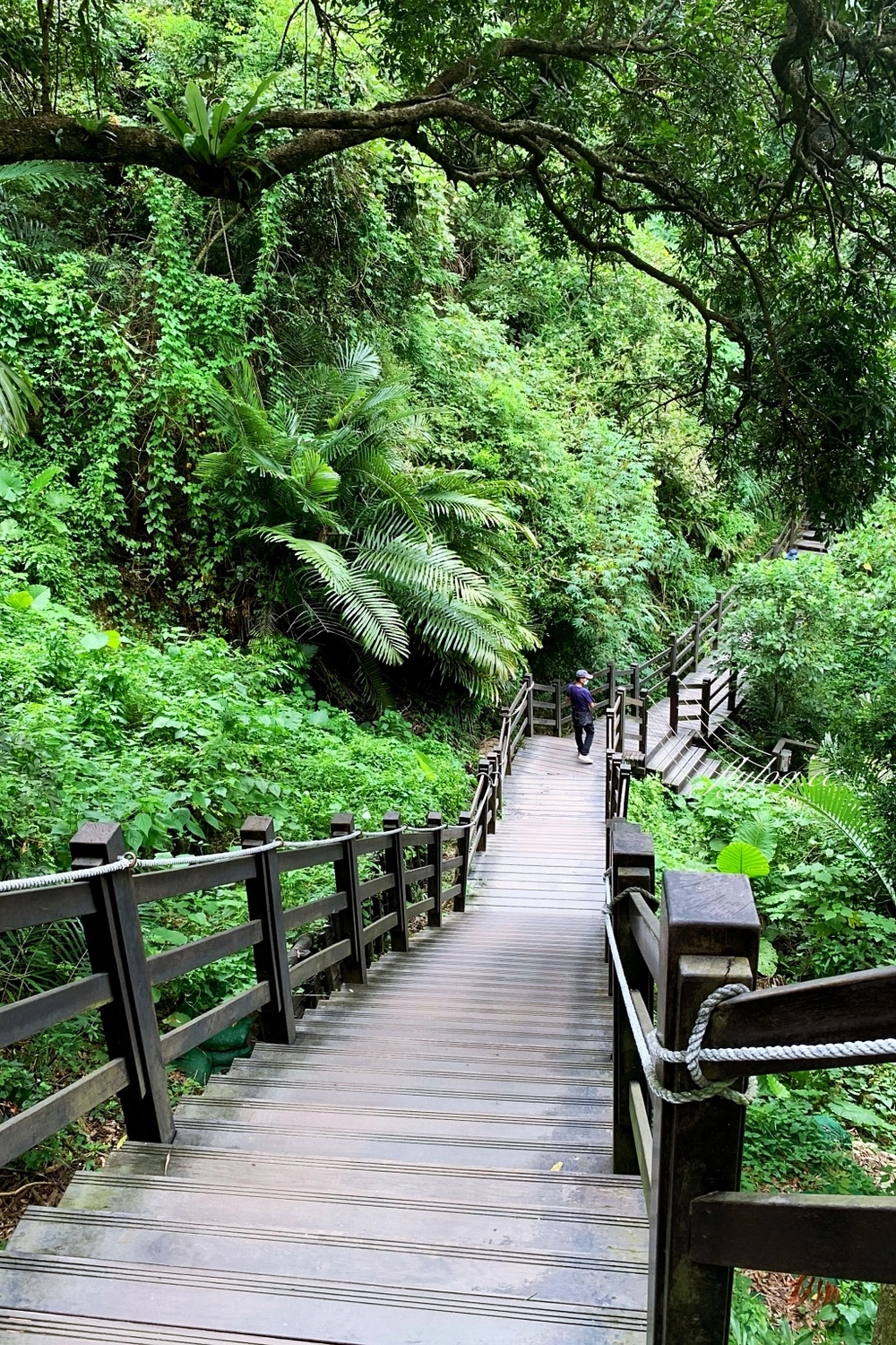 大坑十號登山步道｜充滿綠意的自然景觀，設有階梯涼亭眺望市景 @飛天璇的口袋