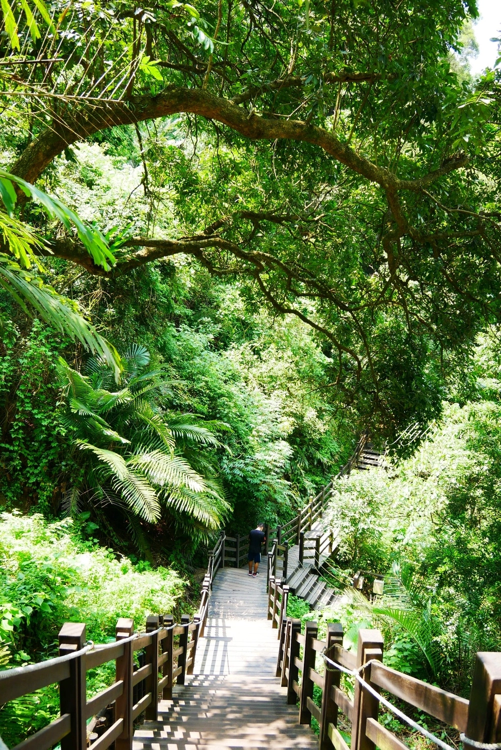 大坑十號登山步道｜充滿綠意的自然景觀，設有階梯涼亭眺望市景 @飛天璇的口袋