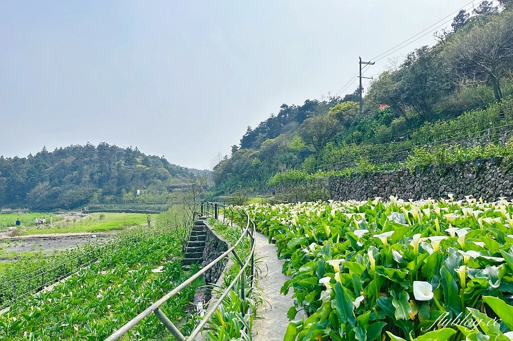 台北北投｜名陽匍休閒農莊，陽明山海芋季開始了，可愛粉紅噗噗車超好拍 @飛天璇的口袋